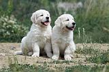 GOLDEN RETRIEVER 618